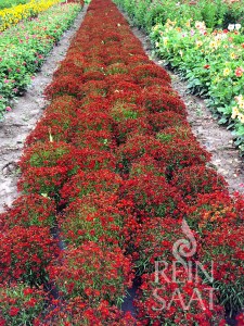 b098_koreopsis cerveny